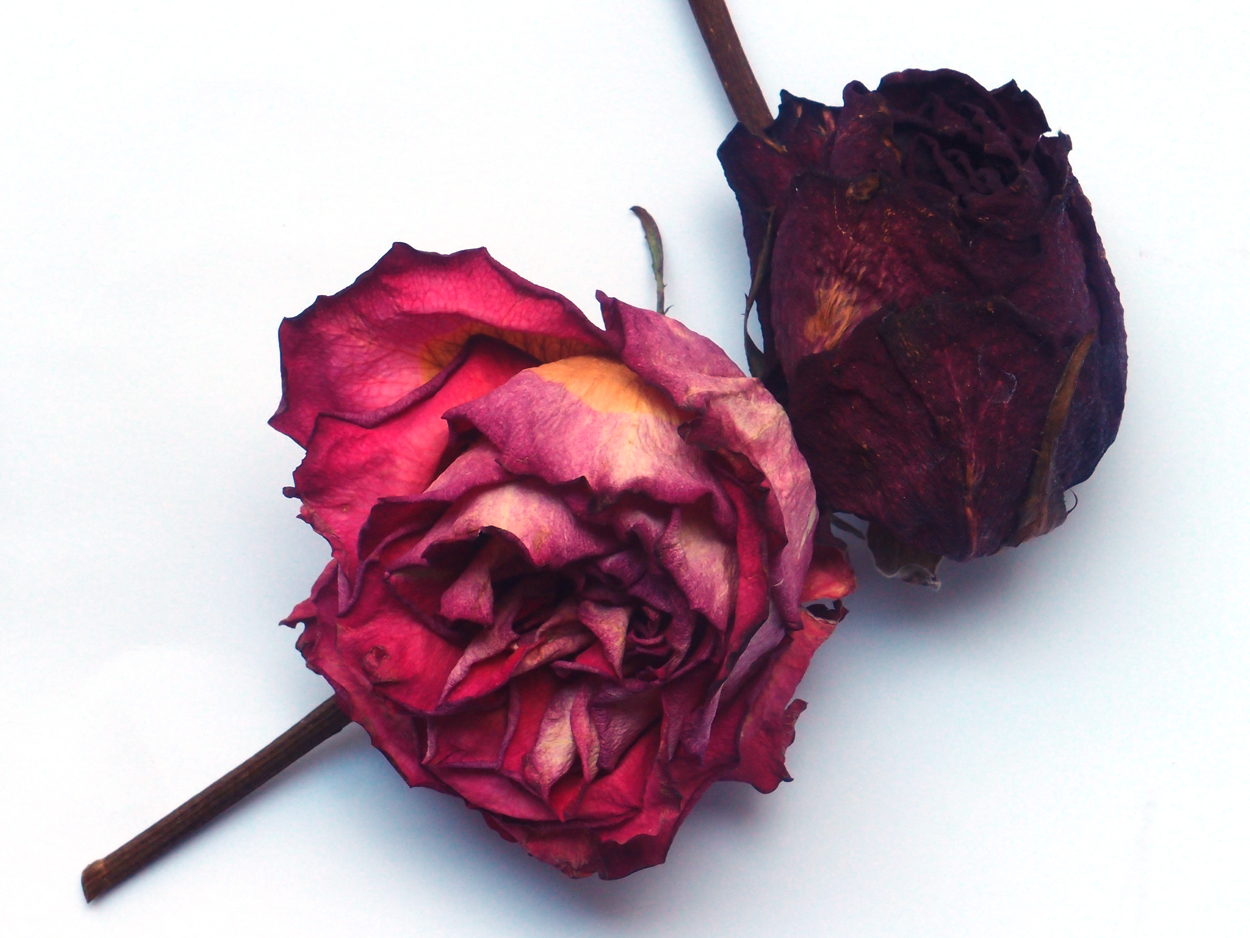 2018-03-08 Budded Roses